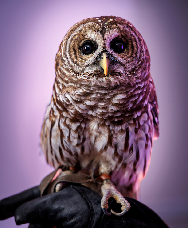 Barred Owl