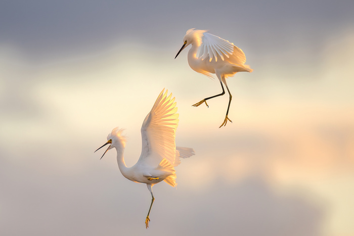 Snowy Egret Fight