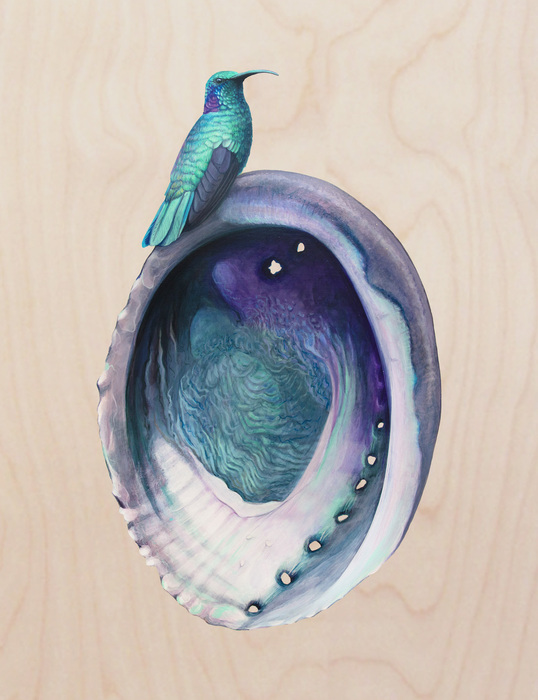 Abalone/Hummingbird