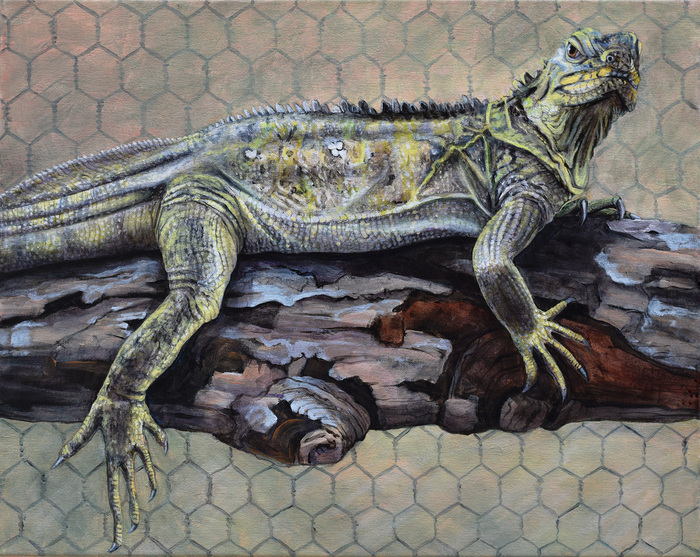 Iguana