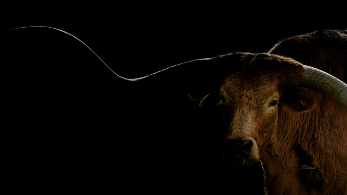 Larry the Longhorn