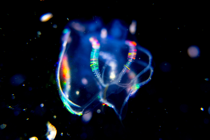 Night Rainbow