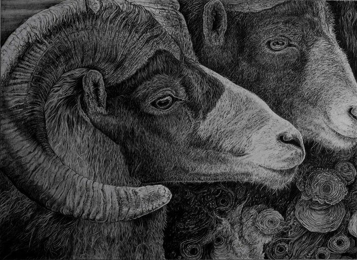 Taos Rams