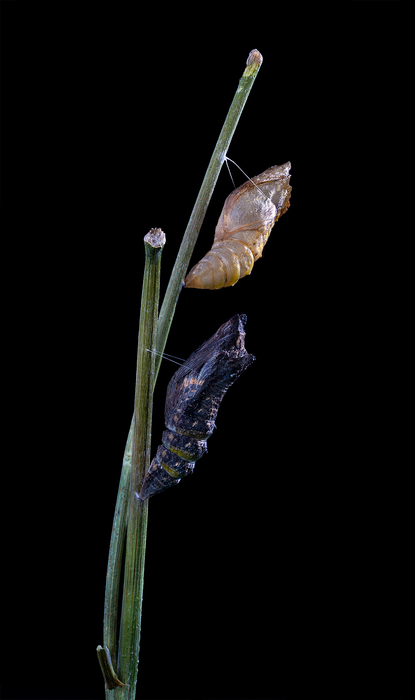 Black Swallowtail Chrysalis