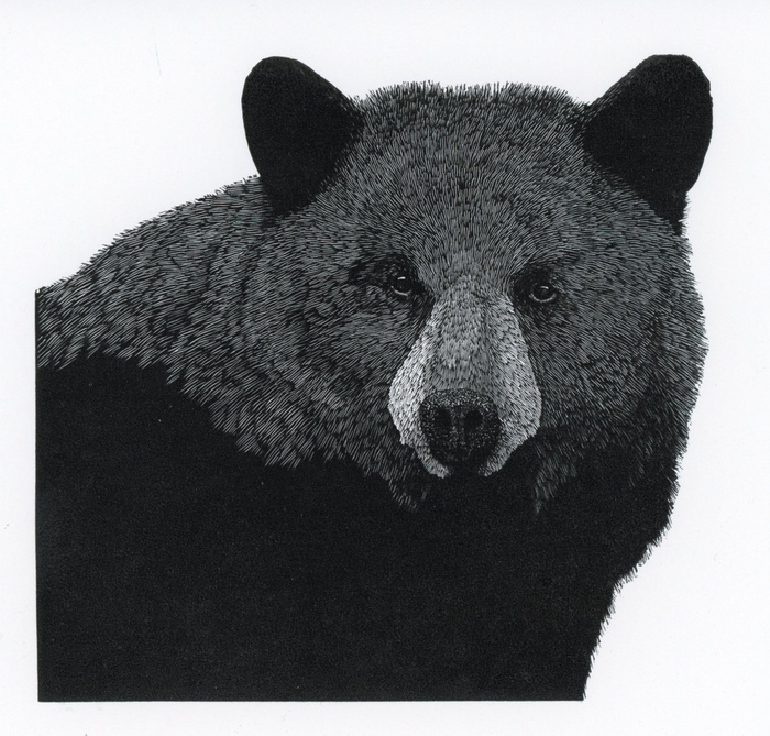 Black Bear