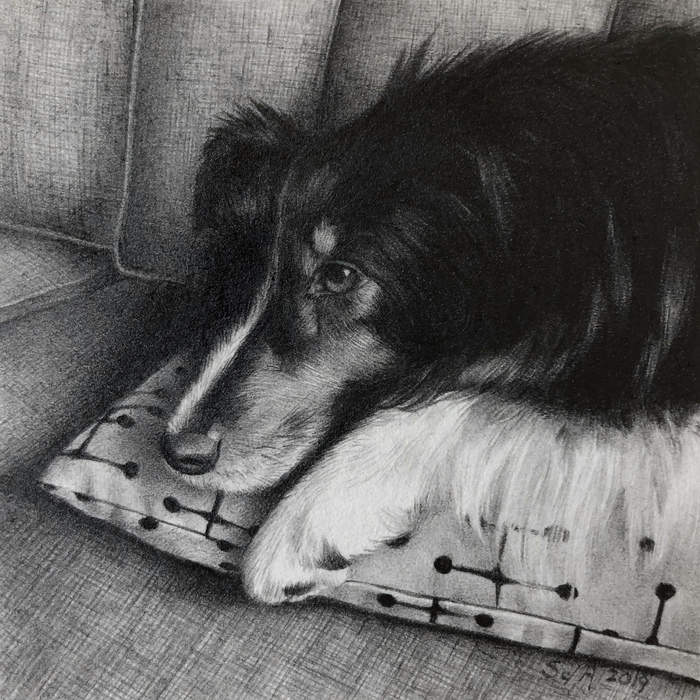 pencil drawing of a dog on a couch