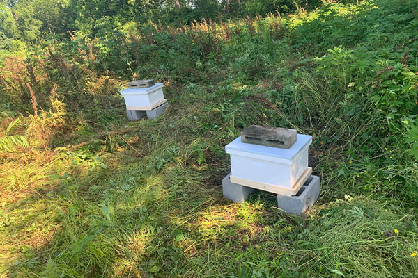 bee hives